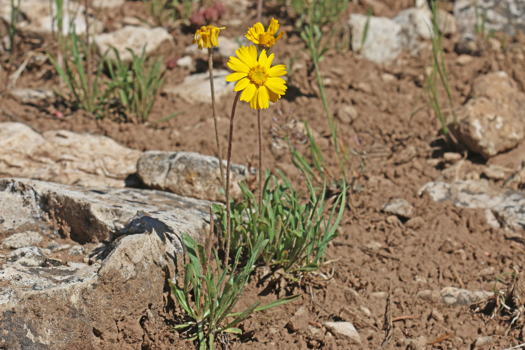 Tetraneuris acaulis var. epunctata