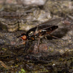 Prochyliza xanthostoma