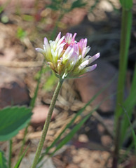 Trifolium longipes reflexum