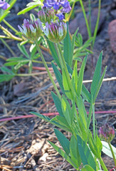 Trifolium longipes reflexum