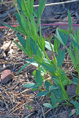 Trifolium longipes reflexum