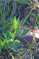 Trifolium longipes reflexum