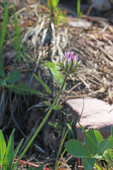 Trifolium longipes reflexum