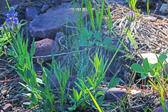 Trifolium longipes reflexum