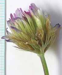 Trifolium longipes reflexum