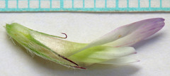 Trifolium longipes reflexum
