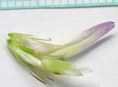 Trifolium longipes reflexum