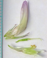 Trifolium longipes reflexum