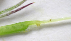 Trifolium longipes reflexum