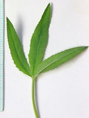 Trifolium longipes reflexum