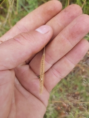 Setaria sphacelata torta