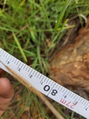 Setaria sphacelata torta