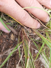 Setaria sphacelata torta