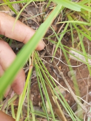 Setaria sphacelata torta