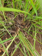 Setaria sphacelata torta