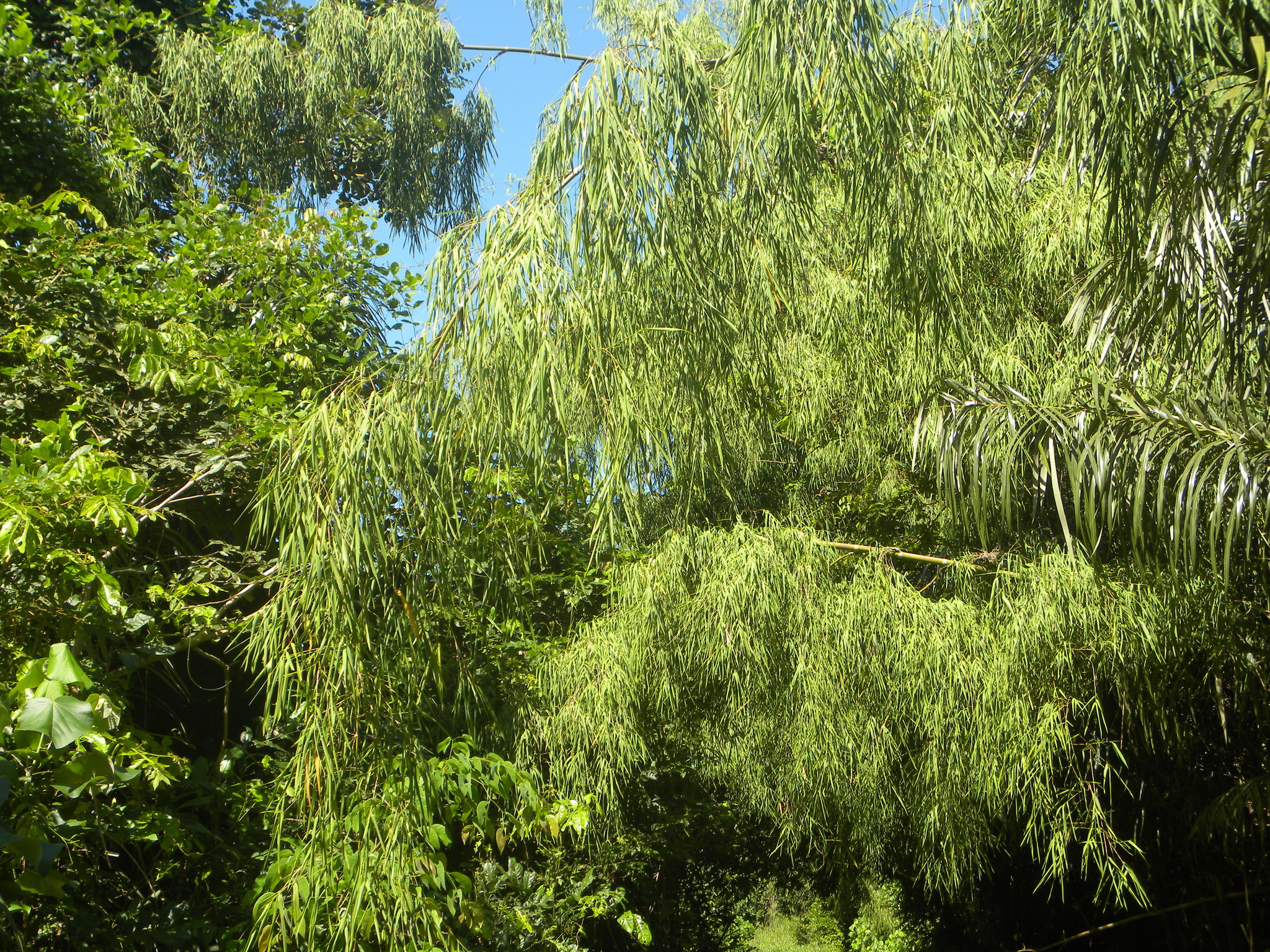 Guadua macrostachya