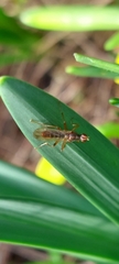 Norellia spinipes