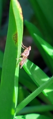 Norellia spinipes