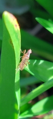 Norellia spinipes
