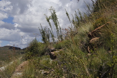 Polemannia simplicior
