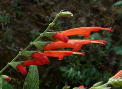 Salvia haenkei
