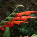 Salvia haenkei - Photo (c) Chuangzao, algunos derechos reservados (CC BY-NC), uploaded by Chuangzao