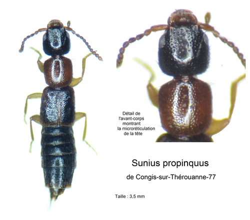 Sunius propinquus