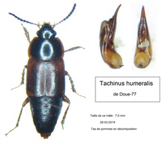 Tachinus humeralis