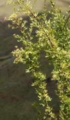 Polemannia simplicior