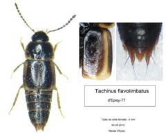Tachinus flavolimbatus