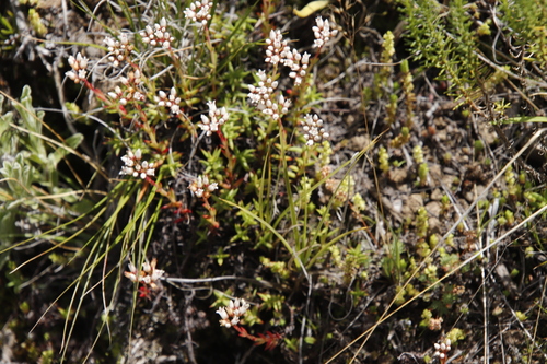 Crassula dependens