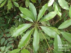 Machilus japonica