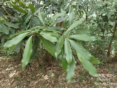 Machilus japonica