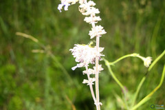 Salvia nutans