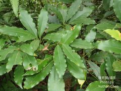 Machilus japonica