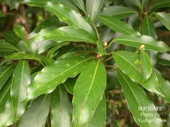 Machilus japonica