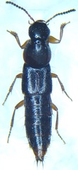 Quedius xanthopus