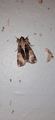 Ulotrichopus variegatus