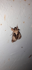 Ulotrichopus variegatus