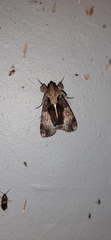 Ulotrichopus variegatus