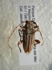 Aegomorphus jaspideus