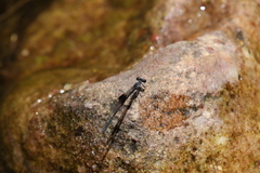 Nososticta kalumburu