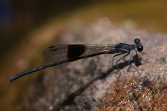 Nososticta kalumburu