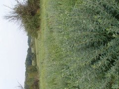 Chamaecytisus ruthenicus