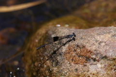 Nososticta kalumburu