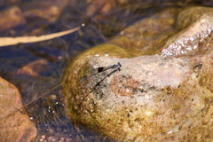 Nososticta kalumburu