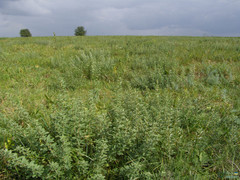 Chamaecytisus ruthenicus