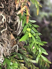 Tmesipteris ovata
