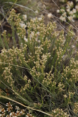 Selago densiflora