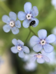 Brunnera macrophylla